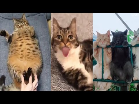 🐈 cat videos funny cats 🐱