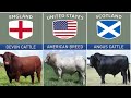 Cattle Breeds From Different Countries