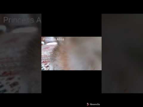 First Day With Baby Cat (Alisa ile ilk günümüz)