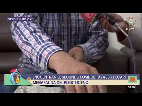 Encuentran el segundo fósil de “Tayassu Pecarí” en Chuquisaca