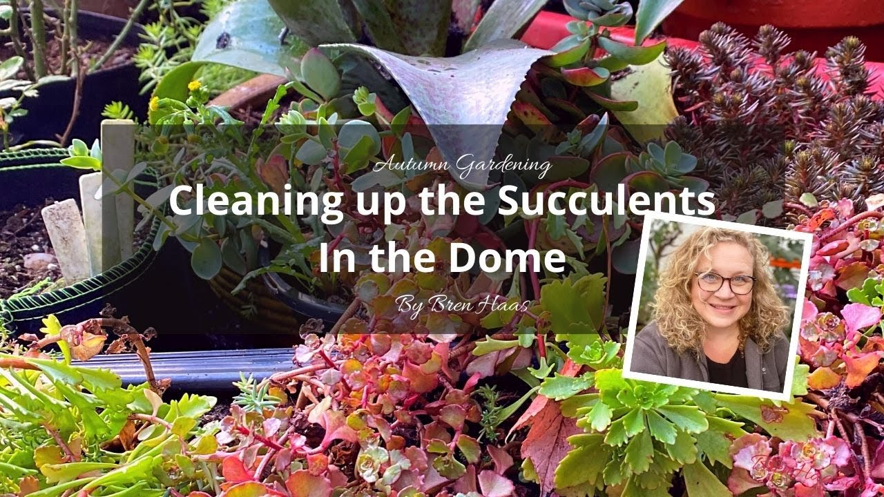 Cleaning up the Succulents in the Dome Greenhouse
