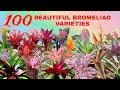 100 BEAUTFUL BROMELIAD VARIETIES