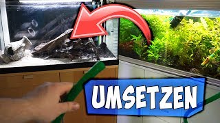 300L AQUARIUM ABBAUEN | ALLE FISCHE & PFLANZEN UMSETZEN | Aqua Update
