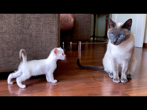 Kittens meet their Godmother Cat for the first time | Funny Thai Kittens 😂 Traditional Siamese cats
