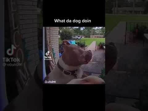 Dog sniff camera