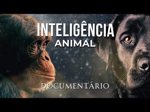 Os Animais Mais INTELIGENTES do Mundo – Um Documentário Fascinante Sobre a Mente Animal