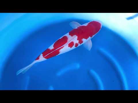 MA2-28 JKS Momotaro Auction: 2Y Male Kohaku 56 cm