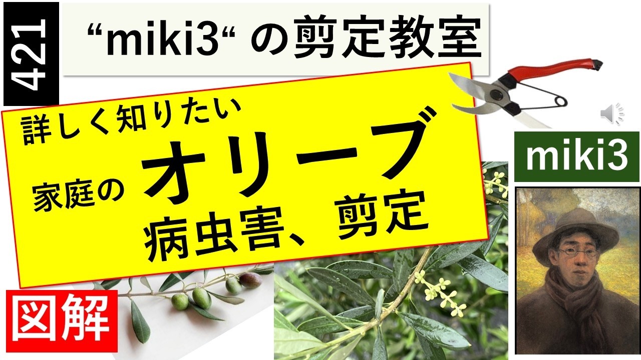 421 オリーブの病虫害と剪定　miki3