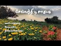 செவ்வந்தி பூ சாகுபடி Sevanthi Flower Cultivation In Tamil Uzhava