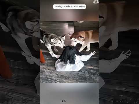 #funnydogs#cute#doglover#doglife#cure#dogshorts#pet#doglife#dogshorts