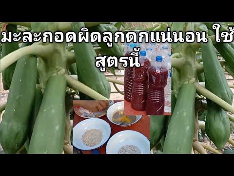 บอกสูตร มะละกอติดลูกดกมาก ด้วยจุลินทรีย์สังเคราะห์แสง วิธีทำจุลินทรีย์สังเคราะห์แสง
