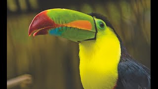 Costa Rica by Jakob Dylan