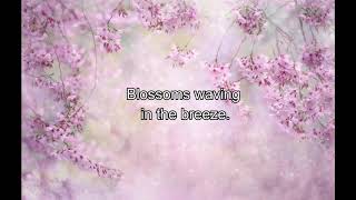 Sakura  (English lyrics)