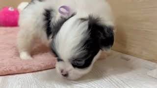 ハーフ犬の動画01