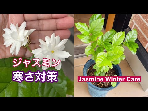 冬のジャスミンの手入れ 自然を生き抜く 丈夫で水はけの良い土壌を好む 太陽がいっぱい