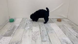 タイニープードルの動画01