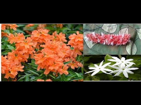 How to string kanakambaram flowers and kagada malle