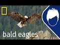 Bald Eagles Episode 3 Wild Life With Bertie Gregory