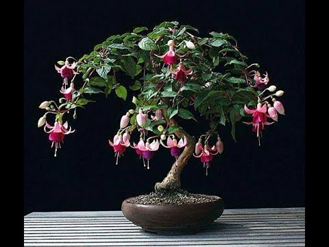 Fuchsia Bonsai Tree #FLOWER