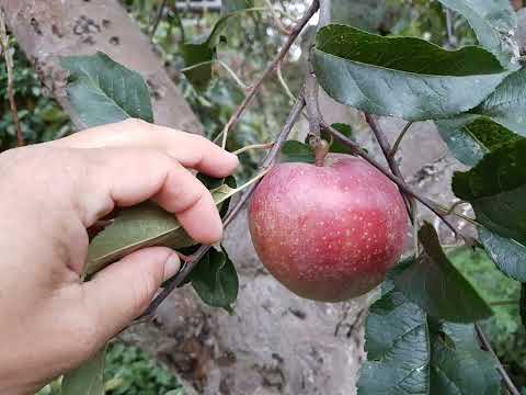 Szczepione odmiany na podkladce Papierówka. 2024r.