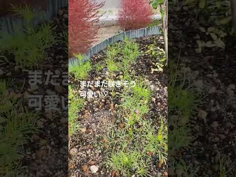 四季のトップ3の木 ブラックニワトコ 2022