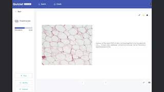 Quizlet Cells