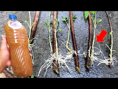 ROOTS ANY TYPE OF BRANCH (Without Spending 1 Real)