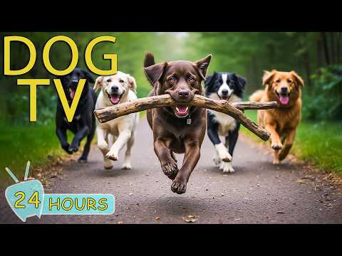 DOG TV: Best Videos Entertain & Relax for Dogs to Watch All Day When Home Alone - Music for Dogs