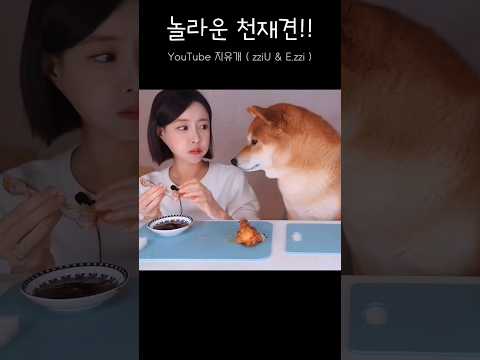 놀라운 천재견 이치