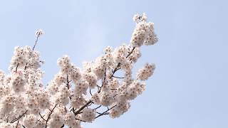 3月29日【びわ湖放送ニュース】滋賀県内でもサクラの開花