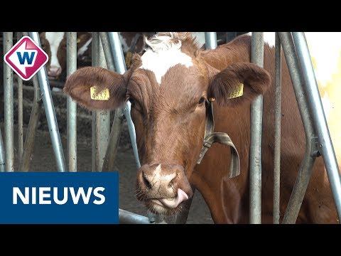 , title : 'Koeien worden binnen gehouden vanwege de hitte - OMROEP WEST'