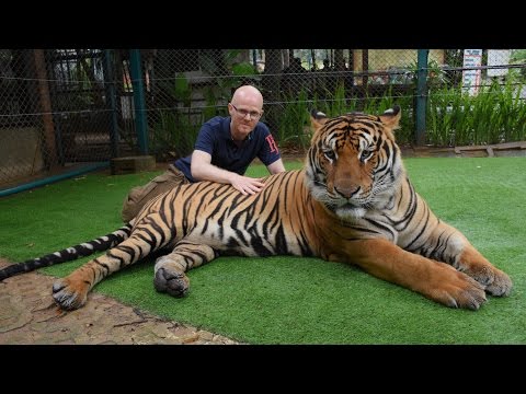 Face to Face with Giant Tigers - Tiger Kingdom, Chiang Mai