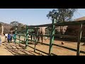Joburg Zoo Marks World Elephants And Lammies 40th