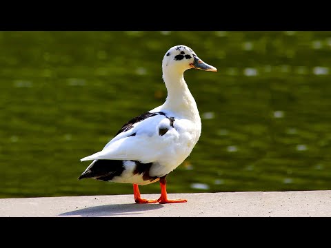 , title : 'Ancona Ducks | Lovely Luscious Layers'