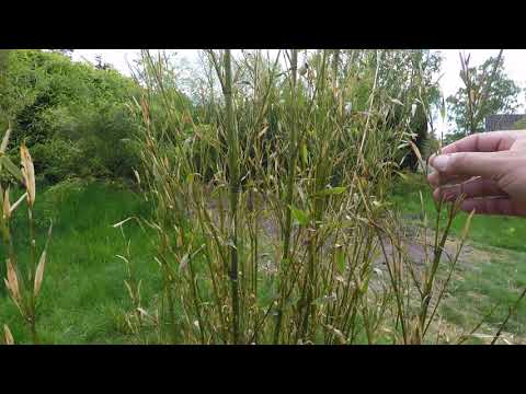 Hilfe, mein Bambus stirbt? Worauf könnt ihr achten.