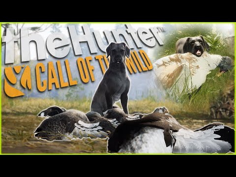 Our First Hunt With The New Labrador Retriever! Geese, Turkeys, & Ducks! Call of the wild