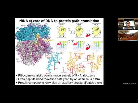MIT CompBio Lecture 07 - RNA world, RNA-seq, RNA folding