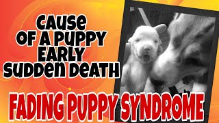 Cause of a puppy early sudden death - about Fading Puppy Syndrome you need to know