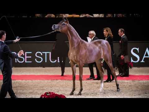 SAMARA K.A. EMBRYO - (FA El Rasheem x Safiya K.A.), 2021 Filly