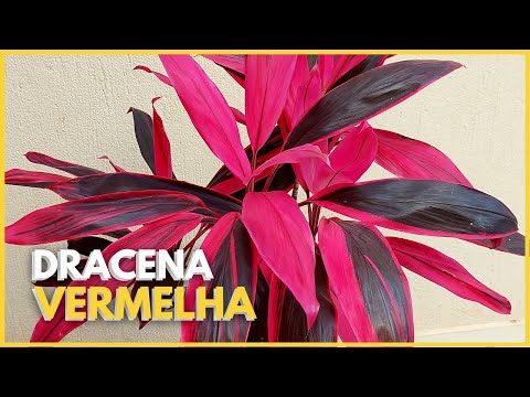 , title : 'DRACENA VERMELHA - DRACENA CORDYLINE | Aprenda tudo sobre essa Dracena linda!  🥰'