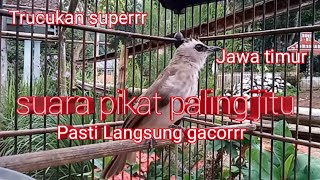 Download lagu Trucukan Jawa timur gacorrr... mp3 Download lagu Trucukan Jawa timur gacorrr... mp3