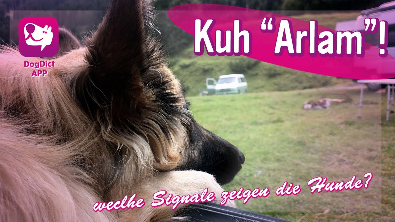 Folge 54: Die Camper Hilfe überall „Kühe“