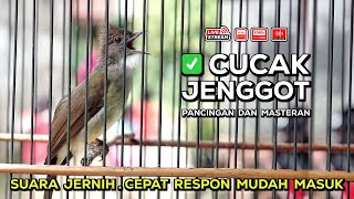 Download lagu Cucak Jenggot GACOR Mbeset KASAR‼️ Masteran WAJIB Murai Batu, Kacer, dan Cucak Ijo | - Episode 45 mp3 Download lagu Cucak Jenggot GACOR Mbeset KASAR‼️ Masteran WAJIB Murai Batu, Kacer, dan Cucak Ijo | - Episode 45 mp3