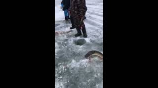 Багры для рыбалки это что