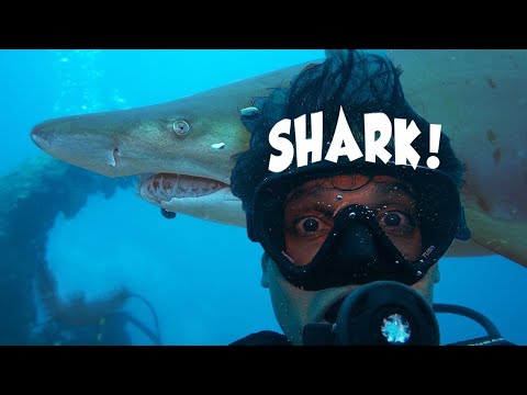 東京スキューバダイビングアドベンチャー｜小笠原★オンリーインジャパン (Tokyo Scuba Diving Adventure | OGASAWARA ★ ONLY in JAPAN)
