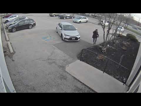 Protective Goose Attacks Girl in Parking Lot While She Tries Entering Her Workplace - 1117009-4