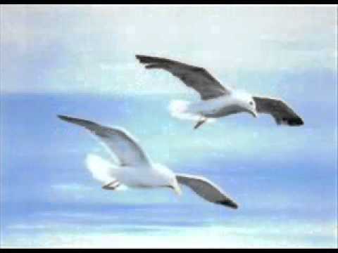 Gianni Stino - Povero Gabbiano