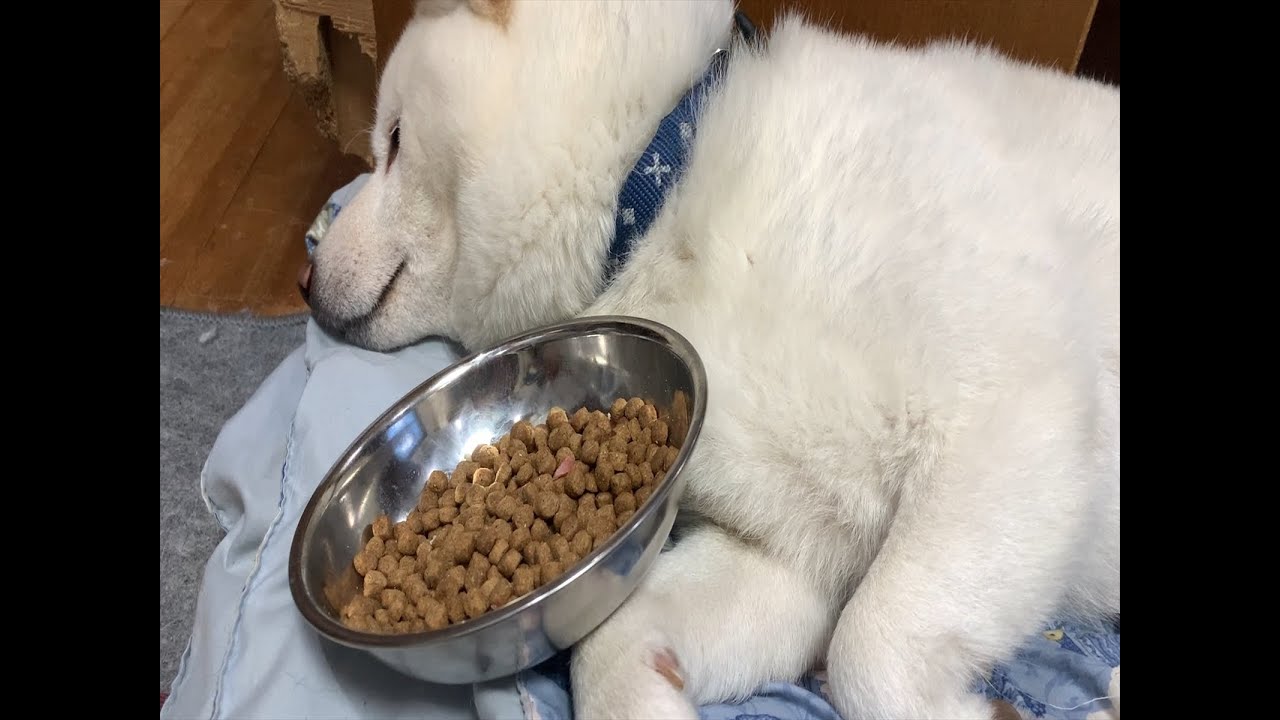 唐揚げ食べれなくて　ふてくされる柴犬