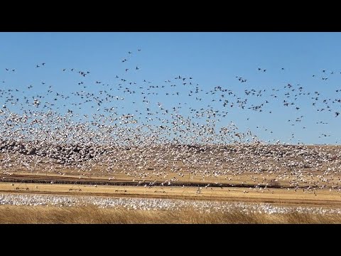 Spring bird counts begin at Freezout Lake Wildlife Management Area