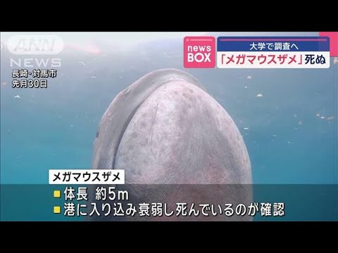 ANNnewsCH 対馬で幻のサメ メガマウスザメ